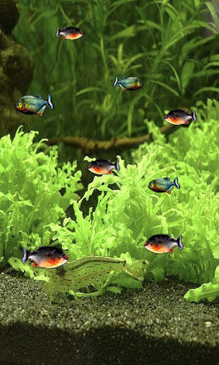 Piranha 3d aquarium LWP 2 تصوير الشاشة