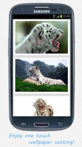 Tigers HD wallpapers screenshot 1