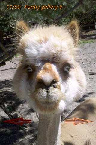 Funny Pics LOL Photo screenshot 4