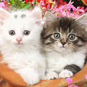 Sweet Cute Cats Live Wallpaper icon