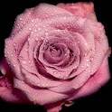 Roses 1.8