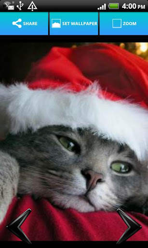 Cute Animals Wallpapers screenshot 4