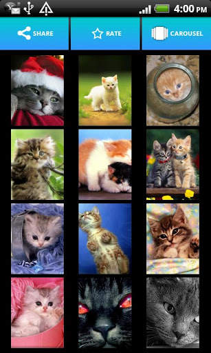 Cute Animals Wallpapers screenshot 3