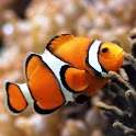 Adorable Clownfish Wallpaper on 9Apps