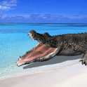 Crocodile Attack Live Wallpape أيقونة