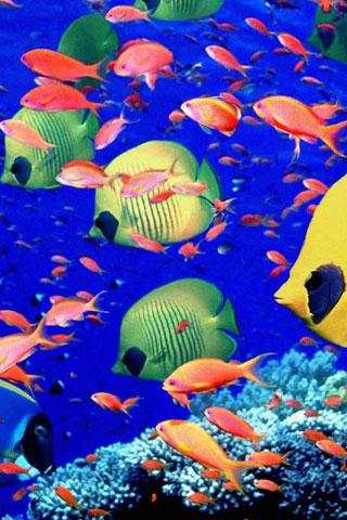 Fish swimming screenshot 4
