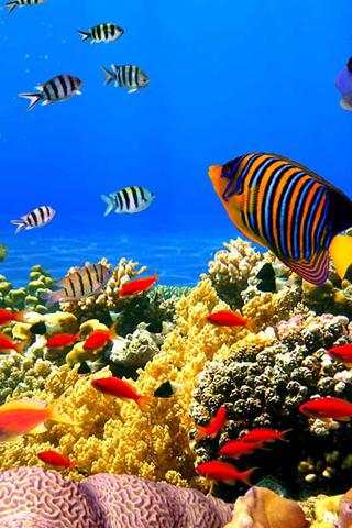 Fish swimming screenshot 1