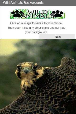 Wild Animals Backgrounds 2 تصوير الشاشة