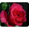 Beautiful Red Rose on 9Apps