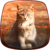 Cute Kitty Live Wallpaper icon