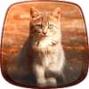 Cute Kitty Live Wallpaper 1.1