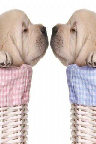 Funny Animal Pictures screenshot 3