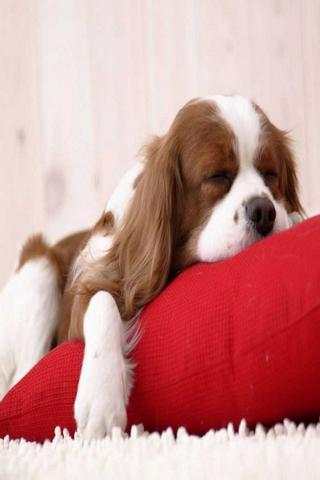 Funny Animal Pictures screenshot 2