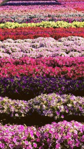 Flowers HiRes Wallpapers screenshot 2