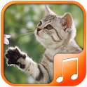 Cats sounds on 9Apps