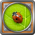 Magnifying Glass icon