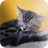 Baby Pussy Cat icon