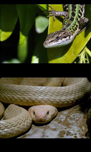 Reptiles Gallery 4 تصوير الشاشة