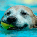Swimming Dog Live Wallpaper icon