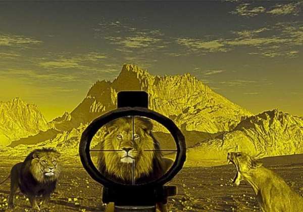 Lion Hunting Sniper 3D Game screenshot 2