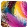 Feather Live Wallpaper on 9Apps