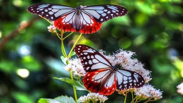 Live Wallpaper 3D Butterfly screenshot 4