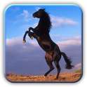 Amazing Horses Pictures on 9Apps