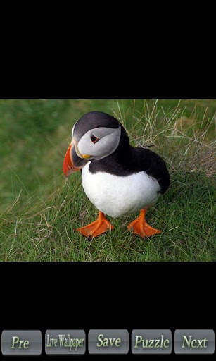 World of Birds screenshot 1