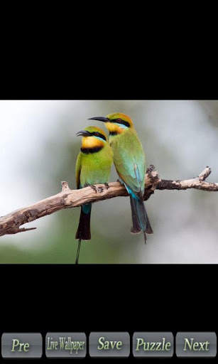 World of Birds screenshot 2