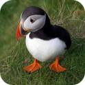 World of Birds 1.1
