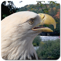 Birds of Prey Wallpapers icon