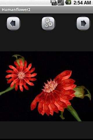 Human flowerWallpaper screenshot 2