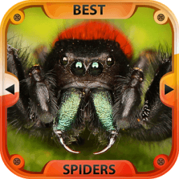 Best Spiders icon