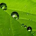 Wallpaper Nature2 1