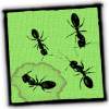 Ants in my pants 1.3