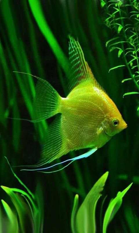 Fishes Aquarium 11 تصوير الشاشة