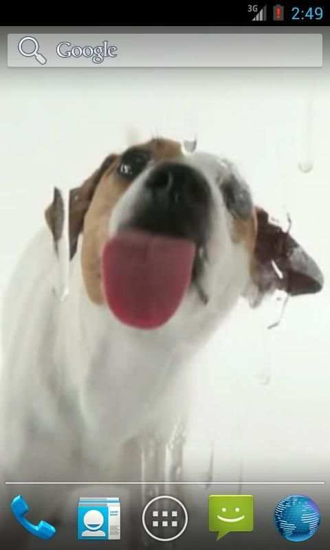 Dog Licks Screen Wallpaper 5 تصوير الشاشة