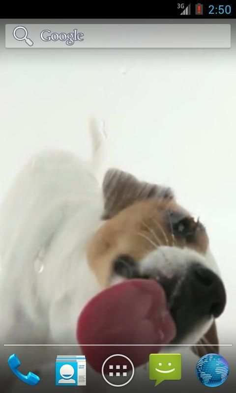 Dog Licks Screen Wallpaper 4 تصوير الشاشة