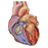 HeartRate Monitor icon