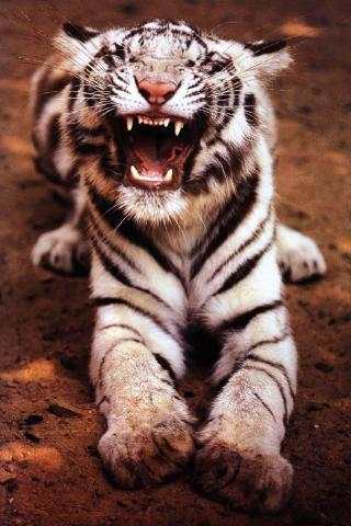 Tiger and Lion Wallpaper screenshot 2