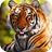 Tiger and Lion Wallpaper icon