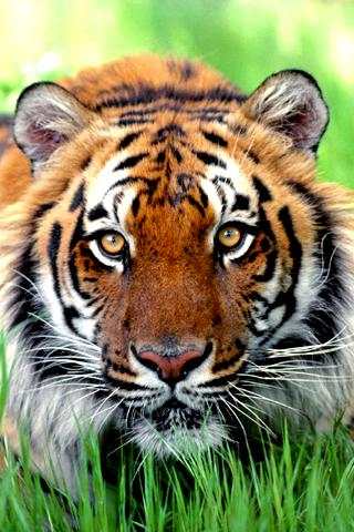 Tiger and Lion Wallpaper screenshot 1