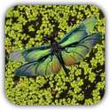 Dragonfly Live Wallpaper Free on 9Apps