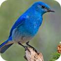 Bird - PuzzleBox 1.0.4