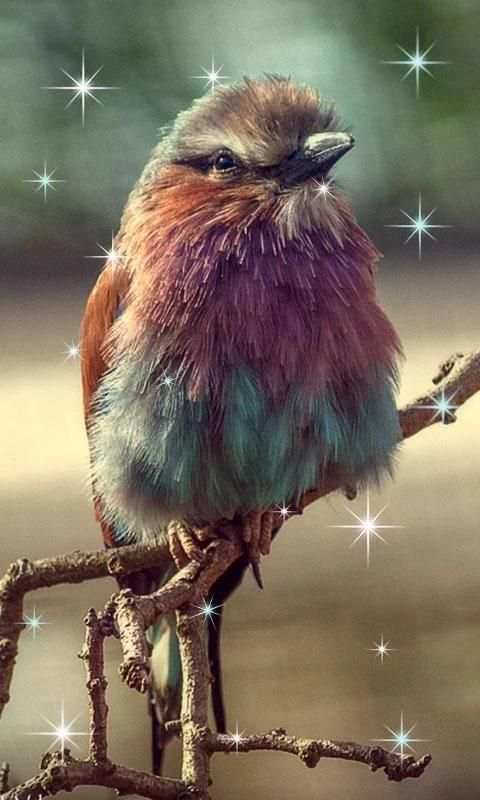 Birds Live Wallpaper स्क्रीनशॉट 2