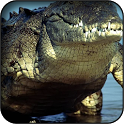 Crocodile Wallpapers icon