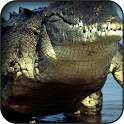 Crocodile Wallpapers on 9Apps