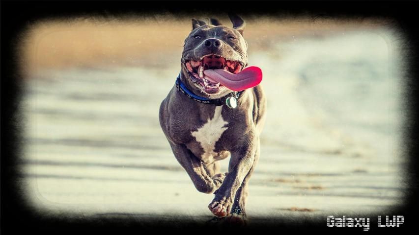 Pitbull Pack 2 Wallpaper screenshot 2