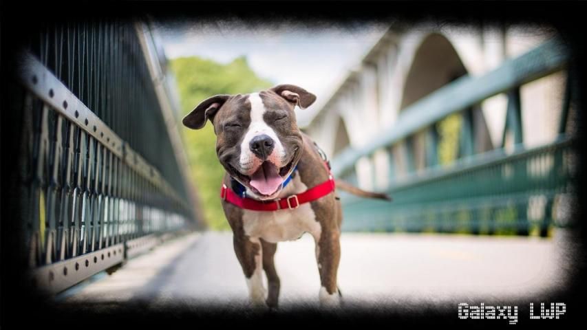 Pitbull Pack 2 Wallpaper скриншот 3