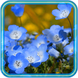 ikon Flowers Wild HD live wallpaper